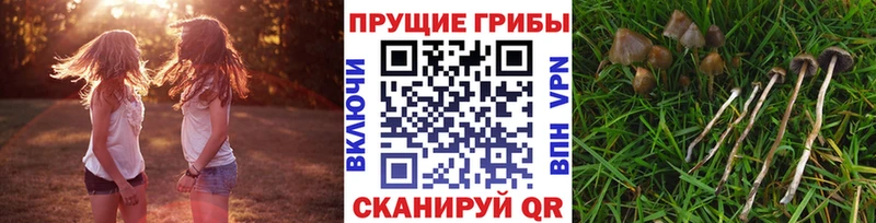 дарнет шоп  Холмск  Галлюциногенные грибы GOLDEN TEACHER 